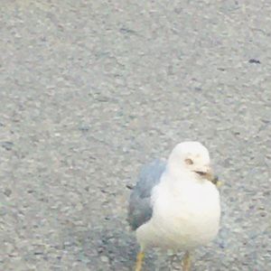 Meet your Posher, Cassie